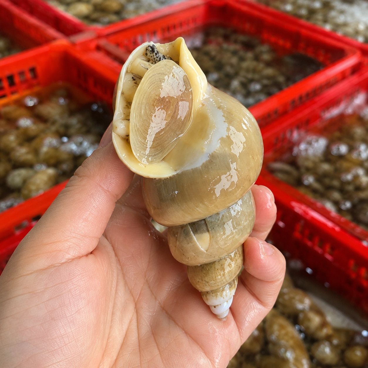 동해안 포항 백골뱅이 백고동 1kg 생물 활 - 상세 이미지 2