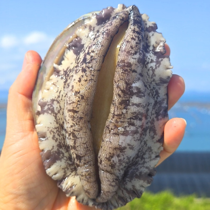 하루완도 특특대 완도 전복 1kg 활전복 회