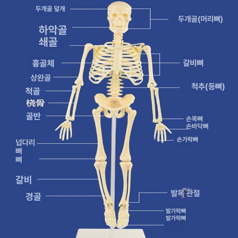 인체해부학모형 전신골격표본 의학교육용 척추뼈 과학실습 정형외과 임상실습 의대병원용 해골모형 - 상세 이미지 2