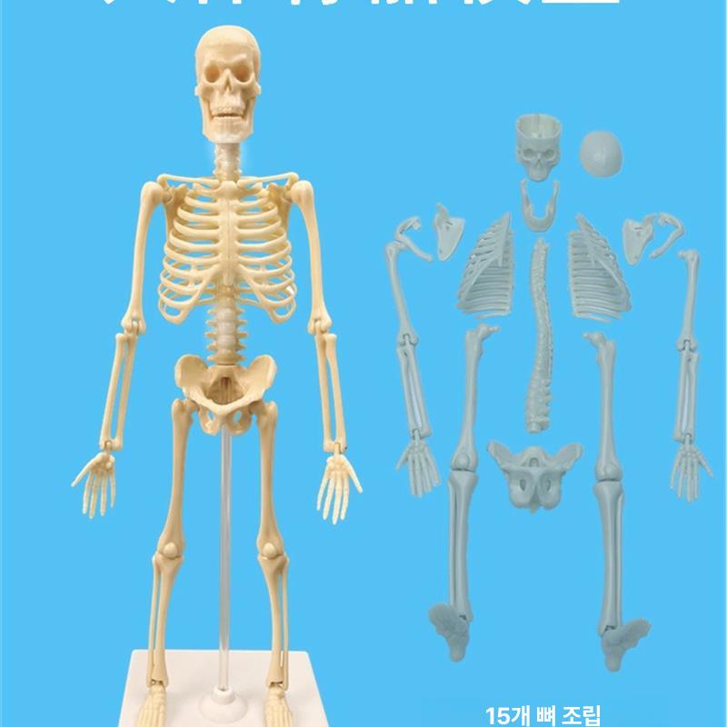 인체해부학모형 전신골격표본 의학교육용 척추뼈 과학실습 정형외과 임상실습 의대병원용 해골모형 - 상세 이미지 4
