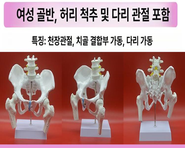 인체골격모형 전신뼈 해부학실습 의료교육용 척추경추 골반뼈 관절 정형외과 의학용 학습교구 - 상세 이미지 3