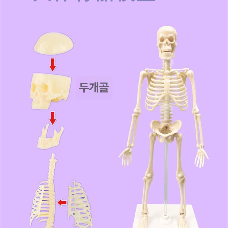 인체해부학모형 전신골격표본 의학교육용 척추뼈 과학실습 정형외과 임상실습 의대병원용 해골모형 - 상세 이미지 3