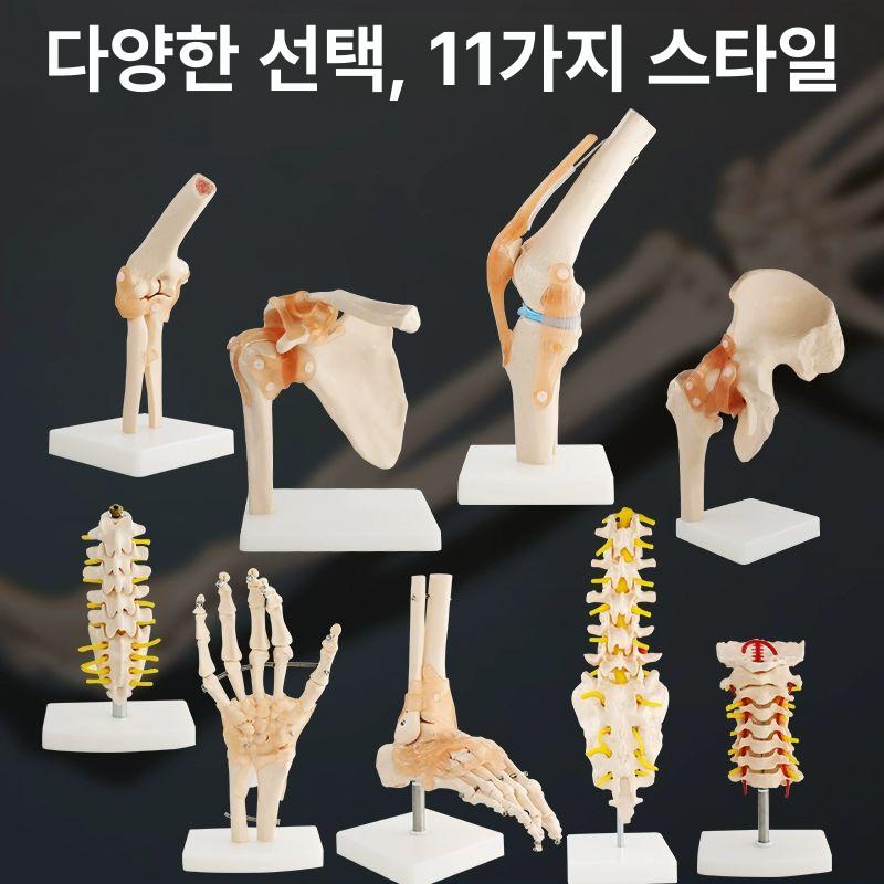 슬관절 무릎 뼈 모형 의료 교육용 해부학 근육 인대 연골 구조 학습 의학 실습 모델 - 상세 이미지 3