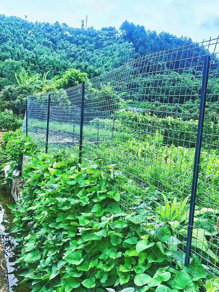 용접 와이어메쉬 그릴망 아연도금 길이 격자 휀스 철망 높이 메시망 와이어매쉬 축사 - 상세 이미지 3