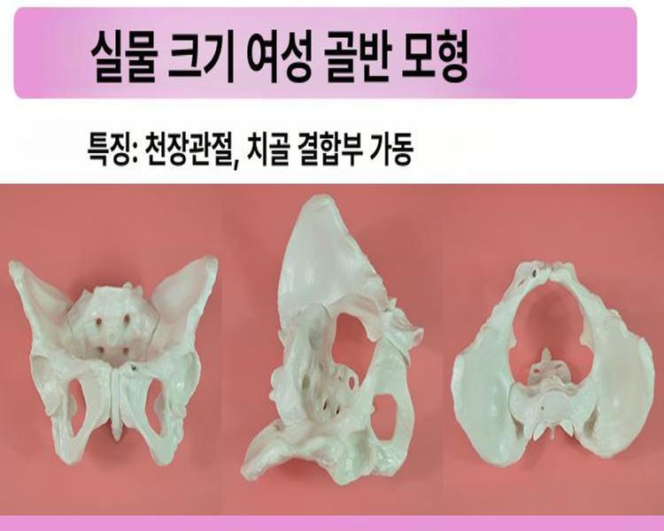 인체골격모형 전신뼈 해부학실습 의료교육용 척추경추 골반뼈 관절 정형외과 의학용 학습교구 - 상세 이미지 2