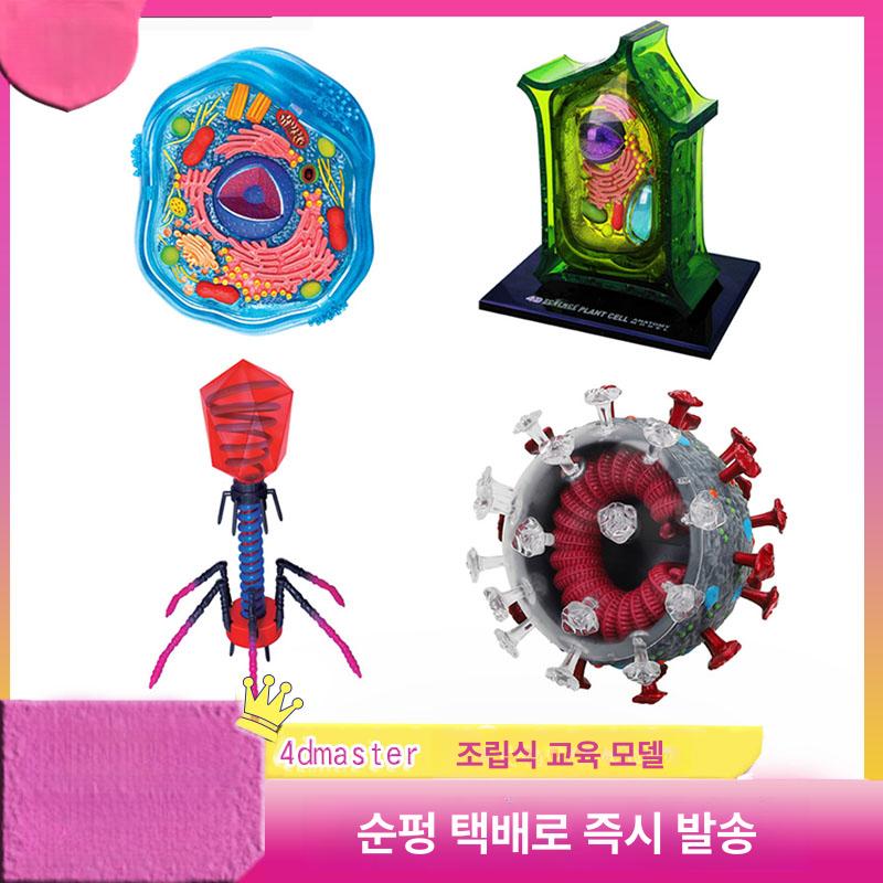 세균 인체모형 수업용 실험 학습도구 과학 교실 학습용 교육완구 수업자료 관찰용 - 상세 이미지 2