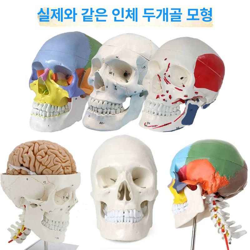 의학용 해골모형 해부학 인체뼈 교육 골격 과학 실습 척추 골반 학습 모형 - 상세 이미지 2