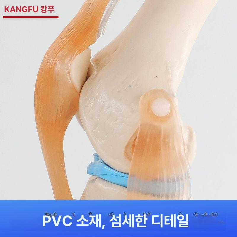슬관절 무릎 뼈 모형 의료 교육용 해부학 근육 인대 연골 구조 학습 의학 실습 모델 - 상세 이미지 2