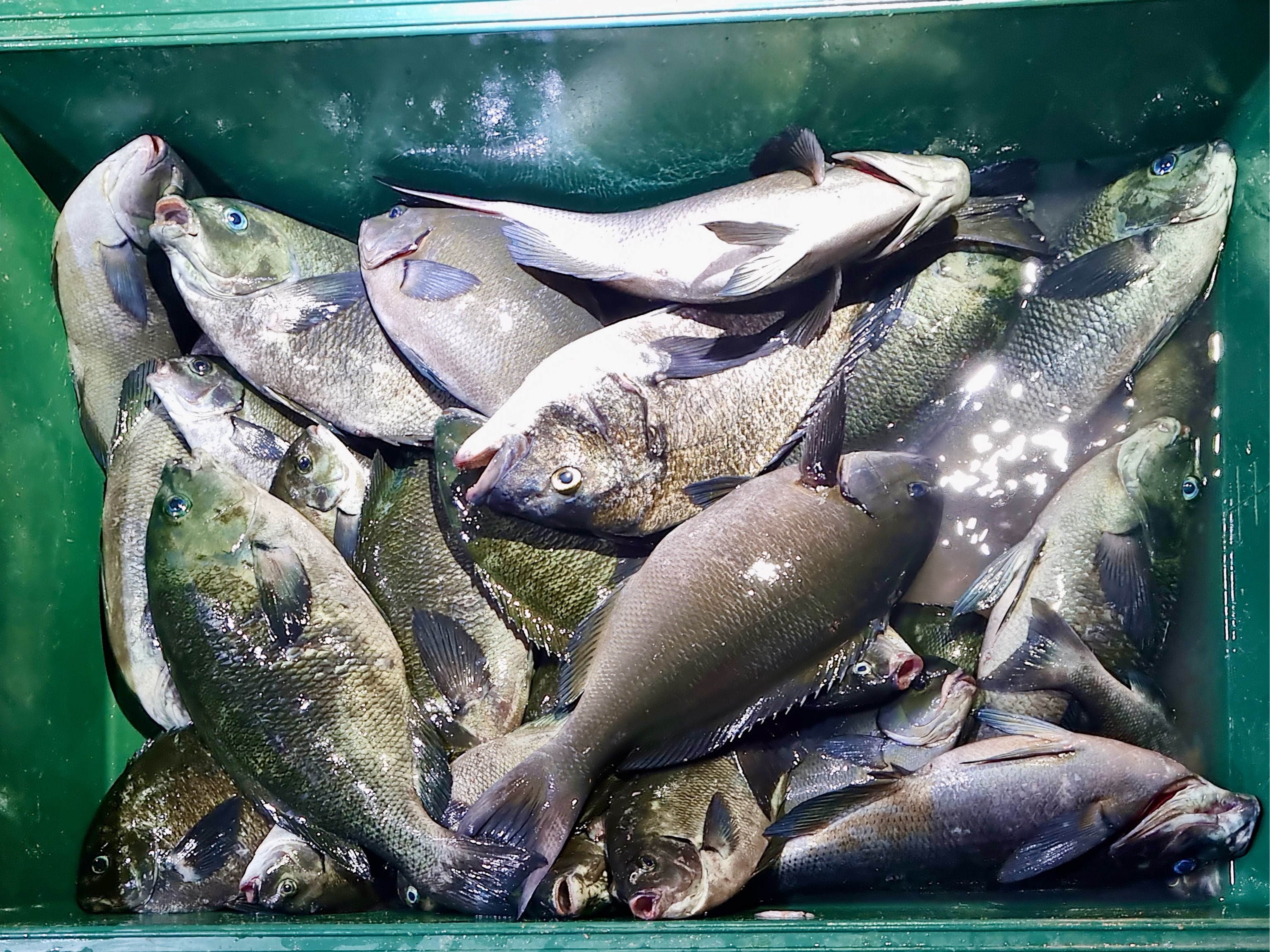 대마도 낚시 3박4일 세트팩(선박+숙박+렌터카) 벵에돔 무늬오징어 낚시왕 - 상세 이미지 4