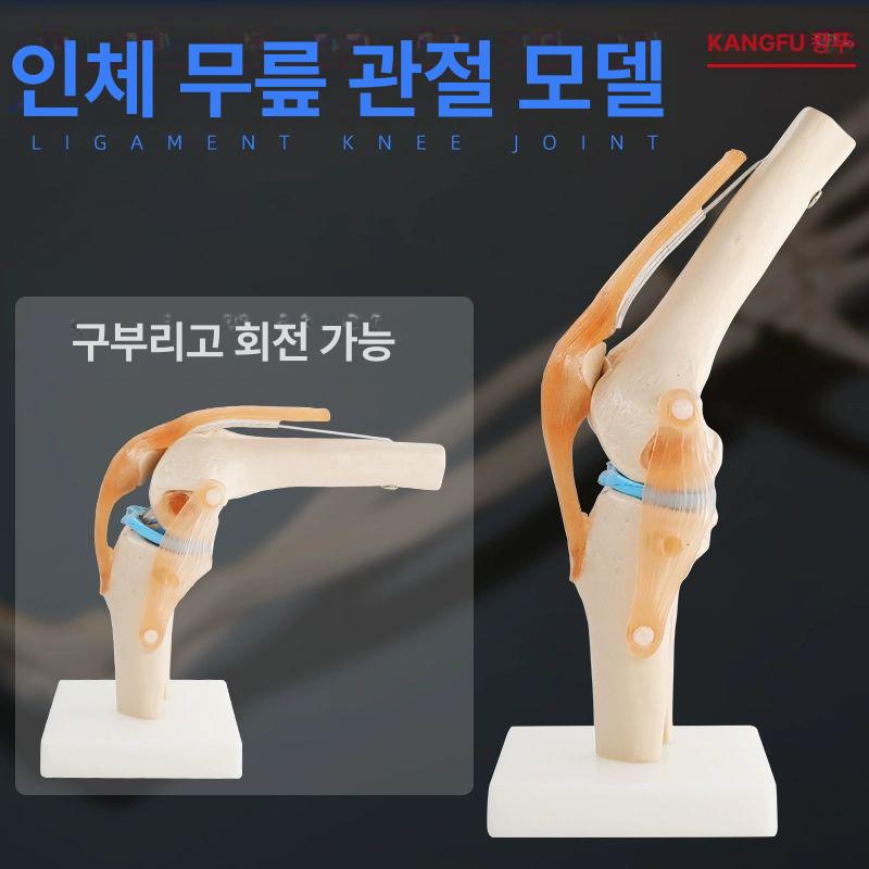 슬관절 무릎 뼈 모형 의료 교육용 해부학 근육 인대 연골 구조 학습 의학 실습 모델 - 상세 이미지 4