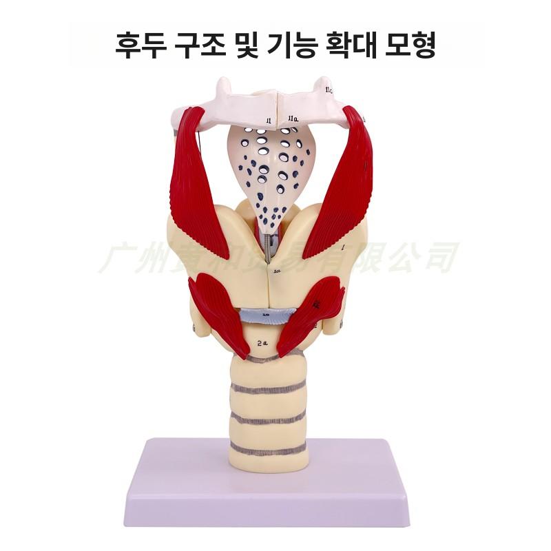해부학 인체모형 학습 의료교육 구조 실습용 장기 관절 근육 폐 의학 해골 학교 - 상세 이미지 5