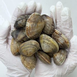 해감 활 왕 바지락 깐바지락 1kg 맛있게 먹은 솔직 후기 - 상품 이미지 1