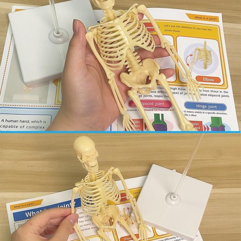 인체해부학모형 전신골격표본 의학교육용 척추뼈 과학실습 정형외과 임상실습 의대병원용 해골모형 - 상세 이미지 5