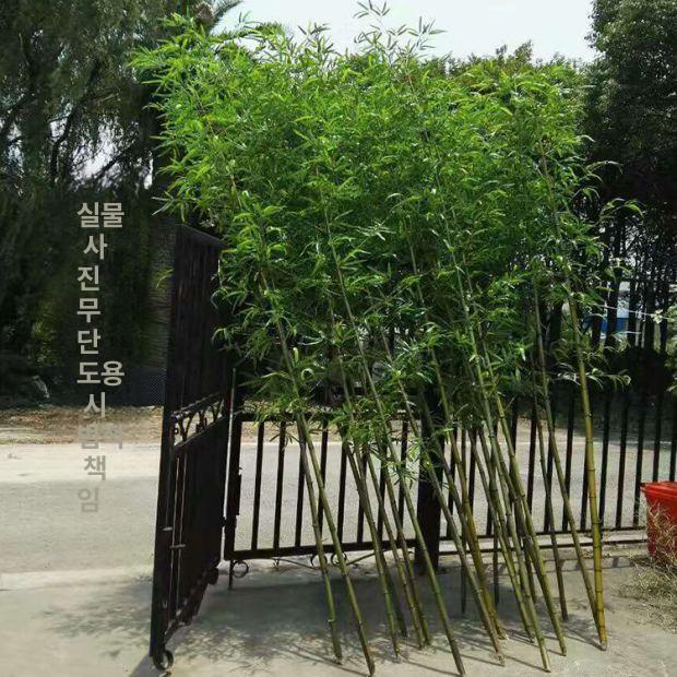 대나무 벽장식 인테리어 가림막 야외 분위기 조화 인조식물 테라스 모조 높이 휀스 - 상세 이미지 4