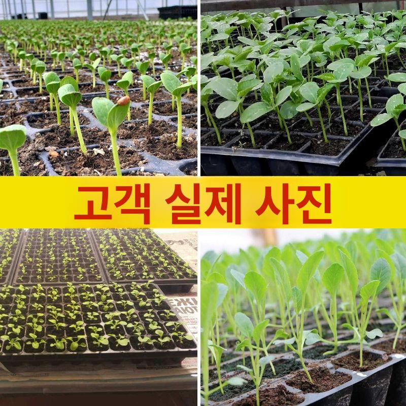 깊은 육묘트레이 재배 깊이 식물 육모판 파종판 묘목 모종화분 구멍 원예용품 발아 - 상세 이미지 3