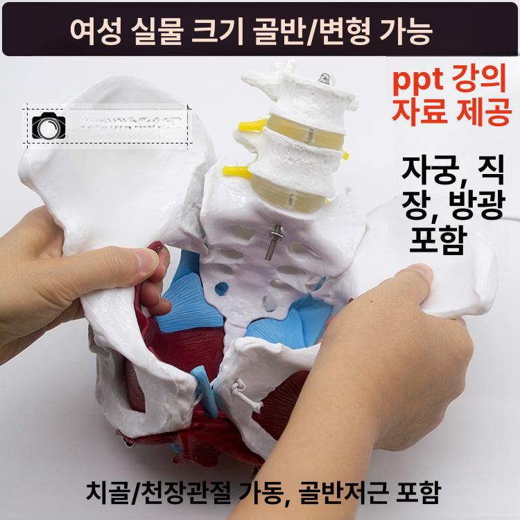 인체골격모형 전신뼈 해부학실습 의료교육용 척추경추 골반뼈 관절 정형외과 의학용 학습교구 - 상세 이미지 4