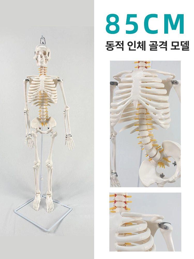 인체 해골모형 해부학 교육 스켈레톤 척추 근육 해부도 실습용 학습 인대 - 상세 이미지 3