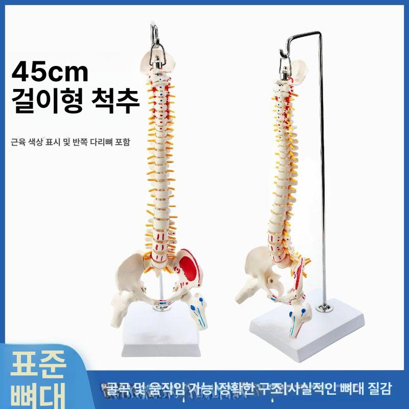 실습용 뼈대 인체모형 골반 교구 교육용 인체골격 신경계 - 상세 이미지 4