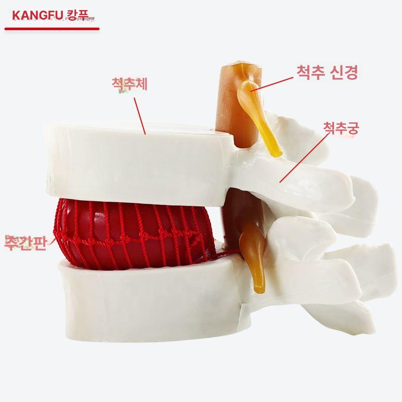 교육용 뼈모형 척추 뼈대 해부학 골격 실습 용 학습 두개골 인대 시뮬레이션 - 상세 이미지 4