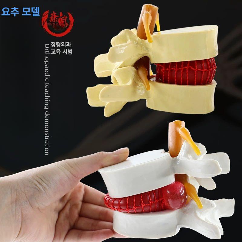 교육용 뼈모형 척추 뼈대 해부학 골격 실습 용 학습 두개골 인대 시뮬레이션 - 상세 이미지 3