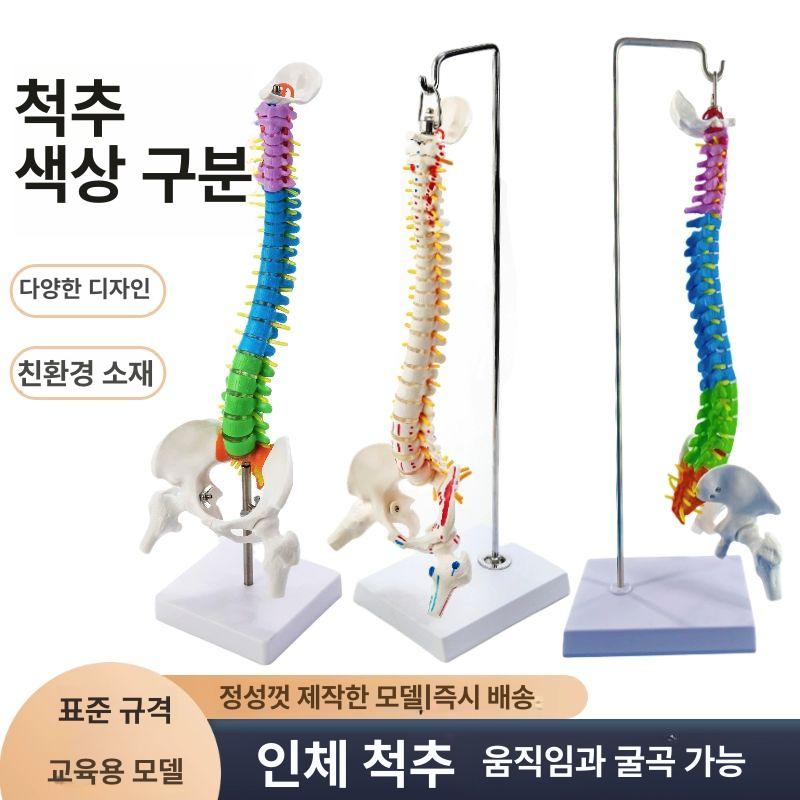 실습용 뼈대 인체모형 골반 교구 교육용 인체골격 신경계 - 상세 이미지 2