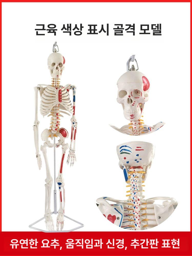 신체모형 성인 관절 인체 해부학 척추 스켈레톤 표본 산골 해골 신체 대형 뼈모형 모형 - 상세 이미지 4