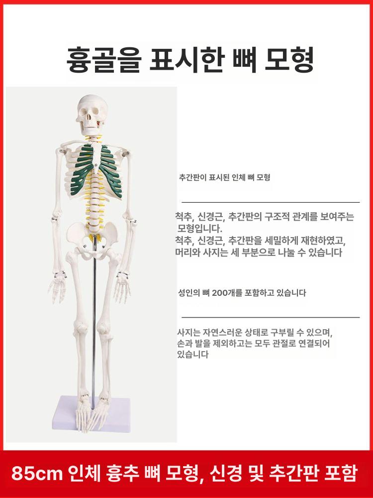 신체모형 성인 관절 인체 해부학 척추 스켈레톤 표본 산골 해골 신체 대형 뼈모형 모형 - 상세 이미지 5