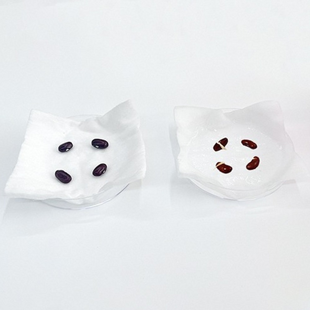강낭콩발아실험 페트리접시초등저학년씨앗발아실험 식물관찰방과후수업 4인세트 - 상품 이미지