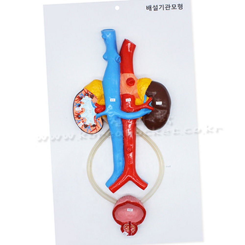 인체해부학습인체배설기관모형 탐구실험용방과후수업 생체구조학습배설기관모형 - 상품 이미지