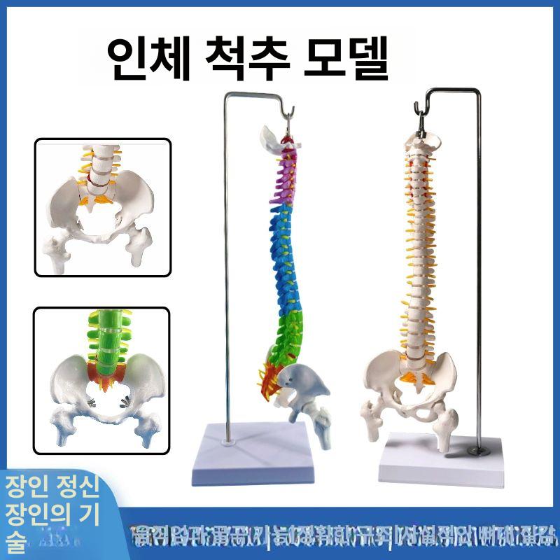 실습용 뼈대 인체모형 골반 교구 교육용 인체골격 신경계 - 상세 이미지 3