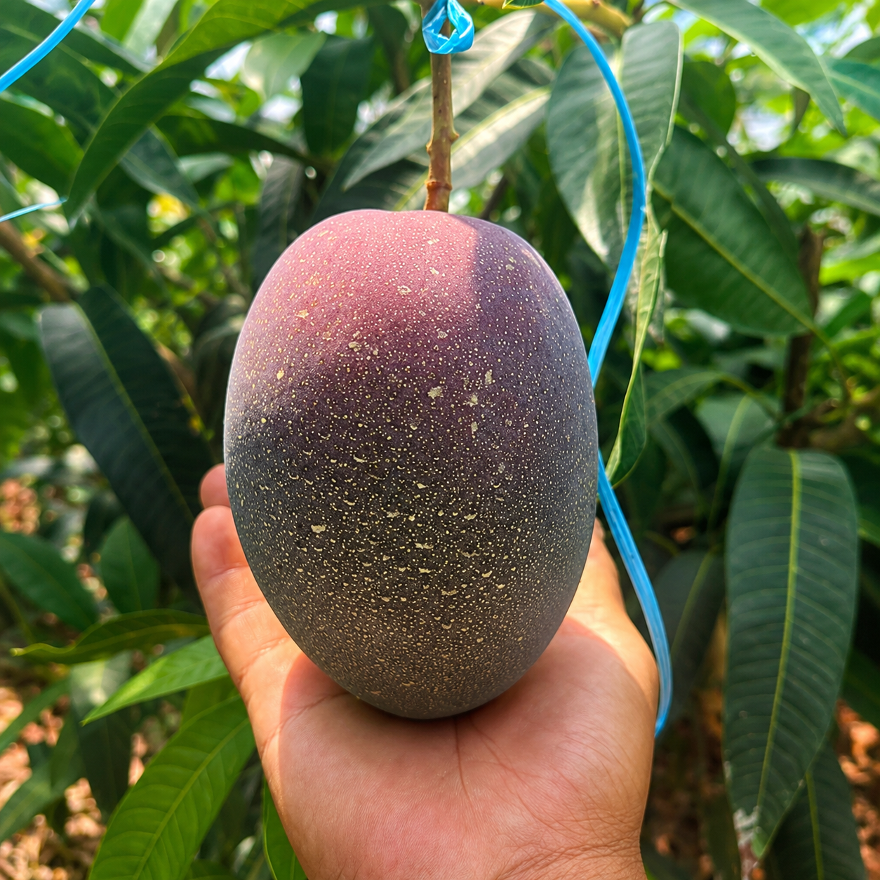 제주 애플망고 프리미엄 제주산 산지직송 과일선물 3kg, 1개 - 상세 이미지 2