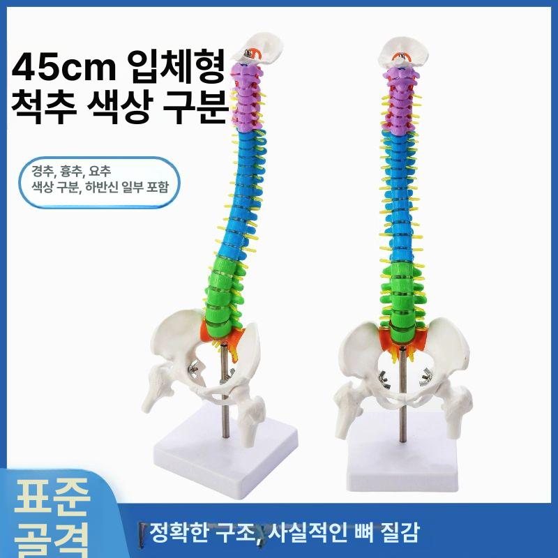 실습용 뼈대 인체모형 골반 교구 교육용 인체골격 신경계 - 상세 이미지 5