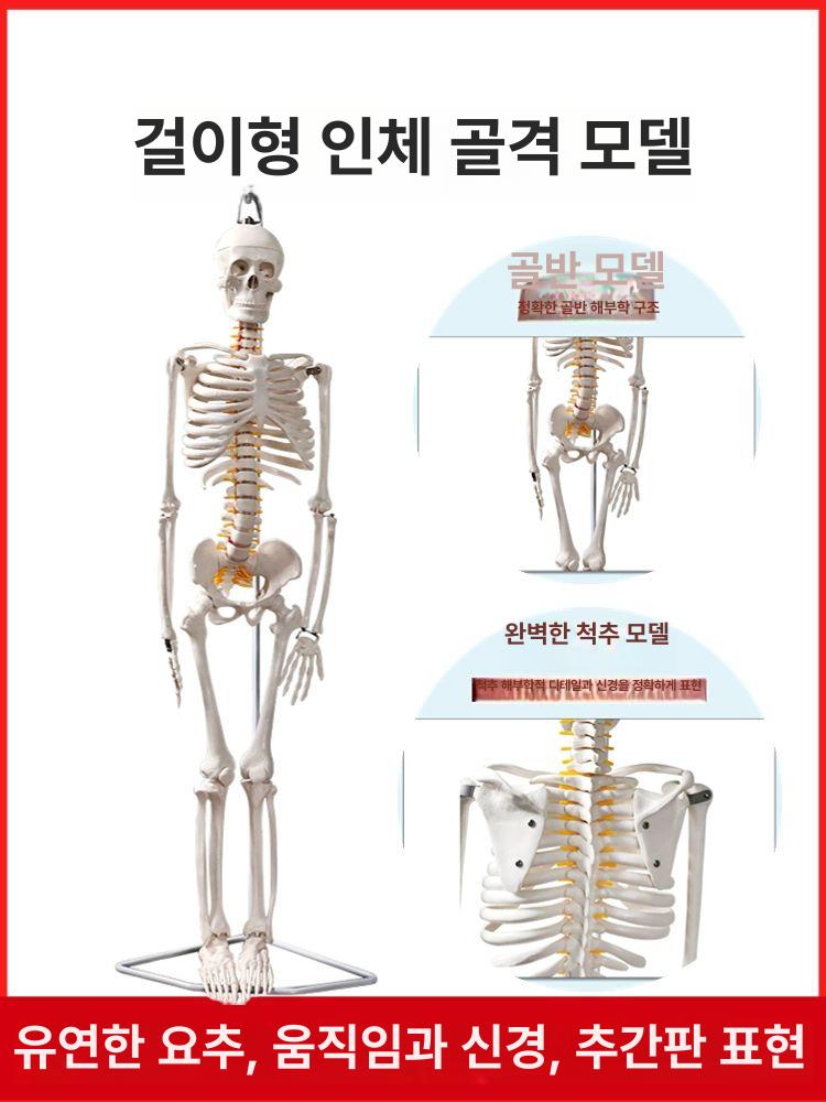 신체모형 성인 관절 인체 해부학 척추 스켈레톤 표본 산골 해골 신체 대형 뼈모형 모형 - 상세 이미지 3