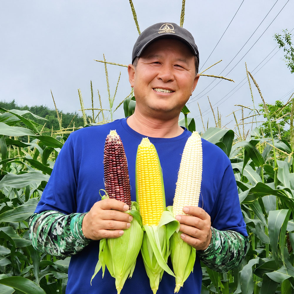 찰옥수수 냉동 찐옥수수 찰옥수수 구매팁 찰옥수수 추천 찰옥수수 후기