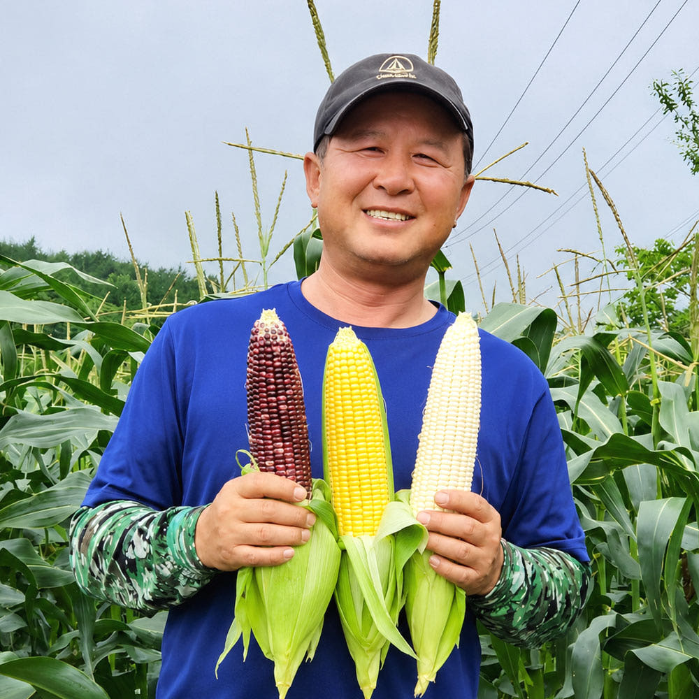 초당옥수수 미백 찰옥수수 흑찰옥수수 햇옥수수 생찰옥수수 가격 비교 열정농부 초당옥수수 미백 찰옥수수 흑찰옥수수 햇옥수수 생찰옥수수