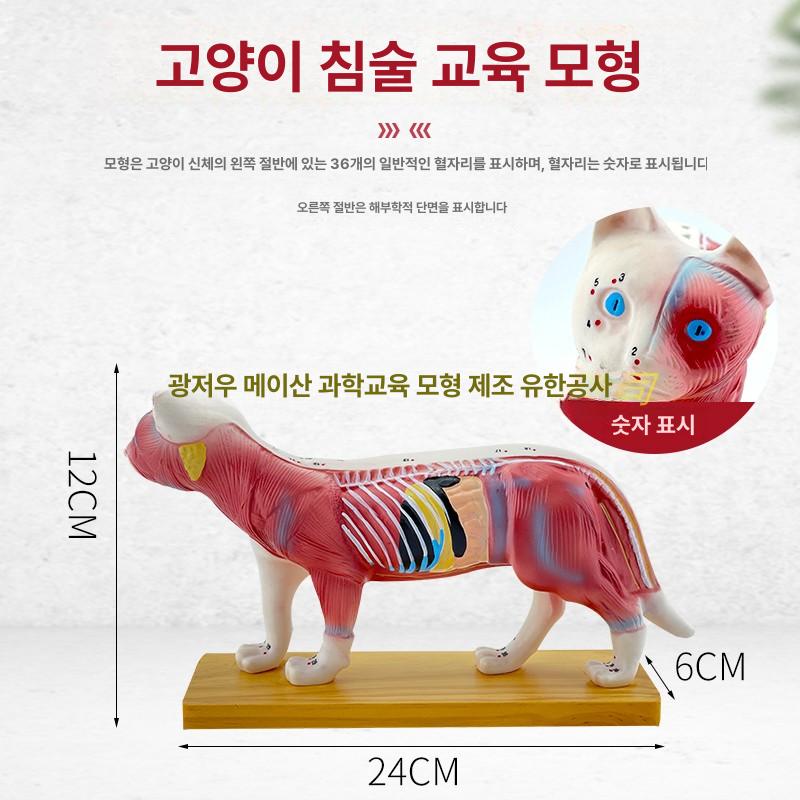 학습용 해부모델 골격 경혈 구조 실습 교구 표본 모형 신체 혈자리 - 상세 이미지 3