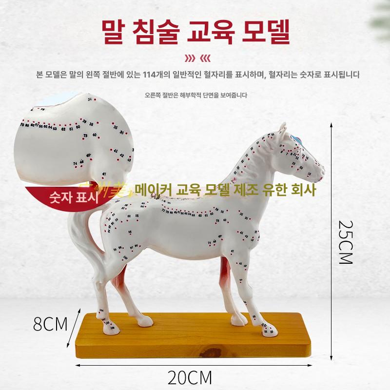 학습용 해부모델 골격 경혈 구조 실습 교구 표본 모형 신체 혈자리 - 상세 이미지 5