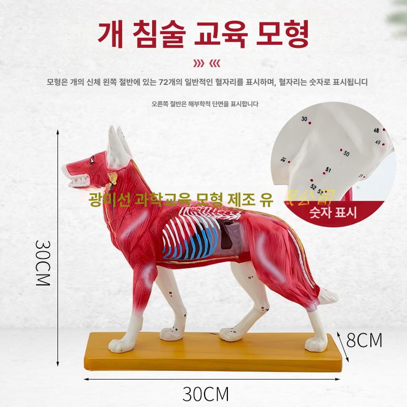 학습용 해부모델 골격 경혈 구조 실습 교구 표본 모형 신체 혈자리 - 상세 이미지 4