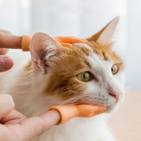 플러스샵 고양이 손가락 장난감 미니어처소품 펫용품 펫토이 애견장난감