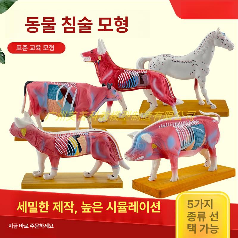 학습용 해부모델 골격 경혈 구조 실습 교구 표본 모형 신체 혈자리 - 상세 이미지 2