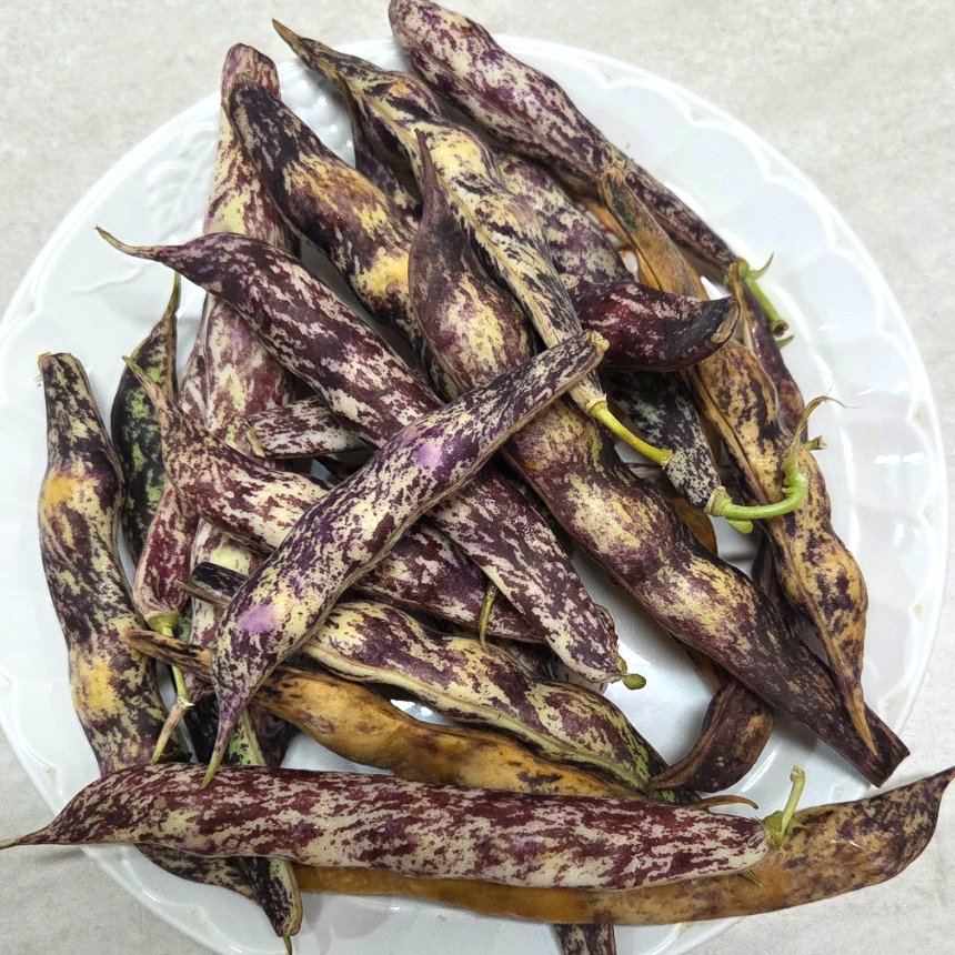 호랑이콩 국산 호랑이강낭콩 강낭콩 울타리콩 밤콩(껍질째) 26년 햇 500g, 1개 - 상세 이미지 5