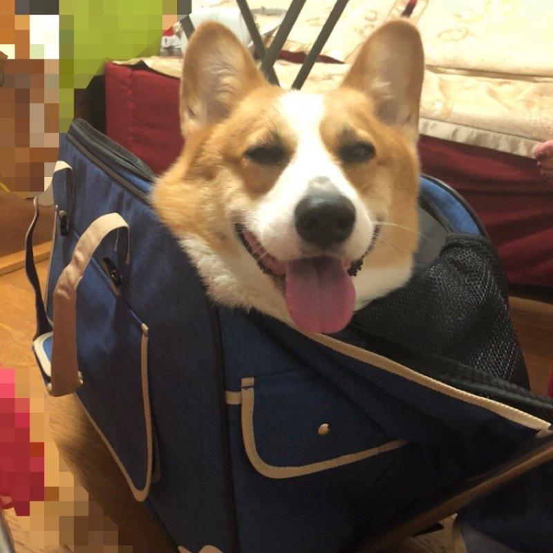 펫캐리어 고양이 강아지 애완동물 이동식 휴대용 통풍 숨숨이 여행용 외출 가방 백팩 보관함 편한 어깨 - 상세 이미지 4