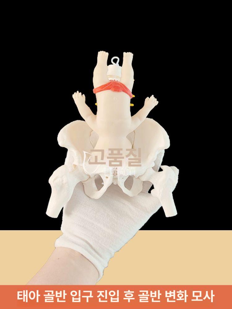 교육용 인체모형 골반 해부학 골격 실습용 과학실 뼈모형 척추모형 요추뼈 관절 학습 - 상세 이미지 4