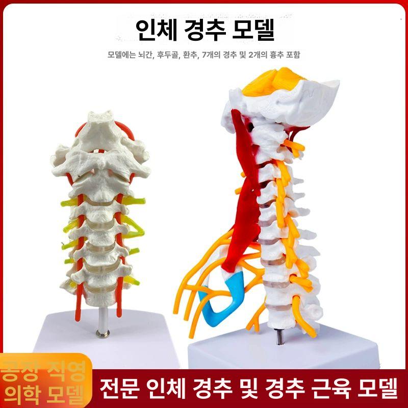 경추 뼈모형 정형외과 해부 골반 교구 두개골 구조 머리뼈 인체모델 시연 교육모형 - 상세 이미지 3