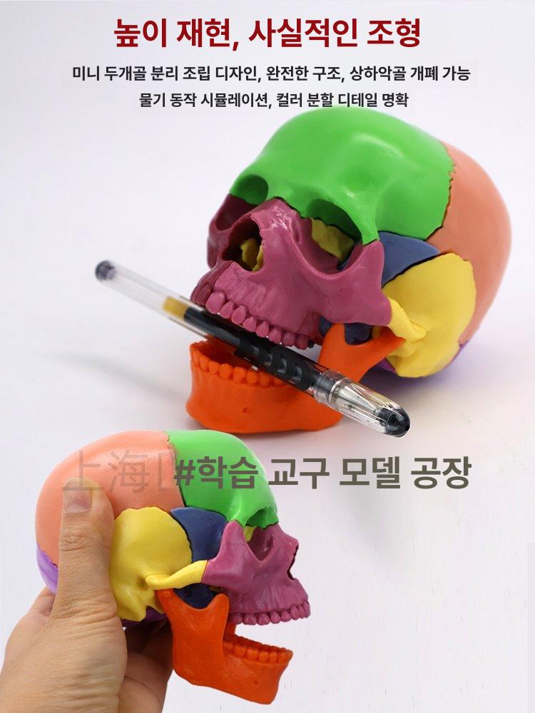 예술 마네킹 실습용 스케치 미술 골격 모델 의료 인체 드로잉 손 관절 수업 바디 - 상세 이미지 5