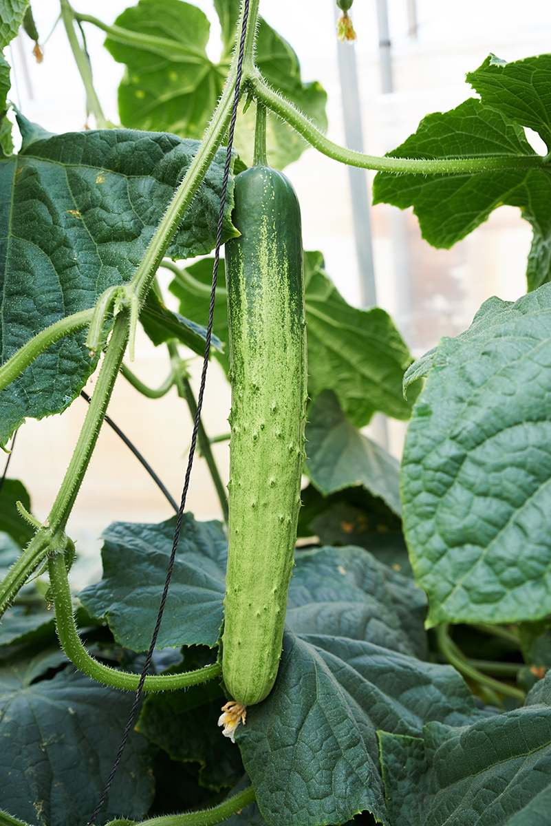 [농할쿠폰] 국내산 백다다기 백오이 특 2kg, 10개 이미지 3