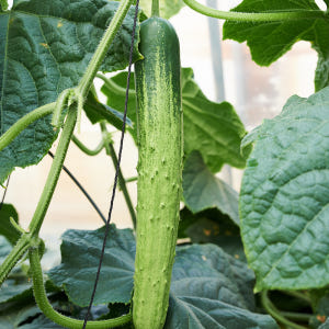 [농할쿠폰] 국내산 백다다기 백오이 특 2kg, 10개 맛있게 먹은 솔직 후기 - 상품 이미지 3