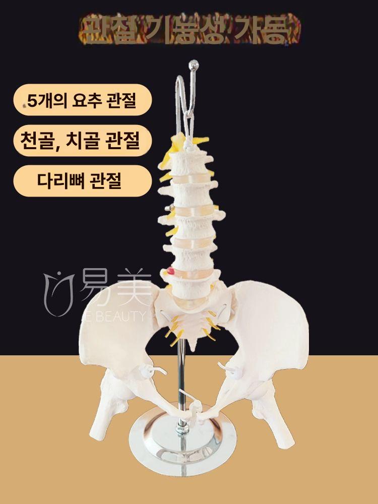 교육용 인체모형 골반 해부학 골격 실습용 과학실 뼈모형 척추모형 요추뼈 관절 학습 - 상세 이미지 3