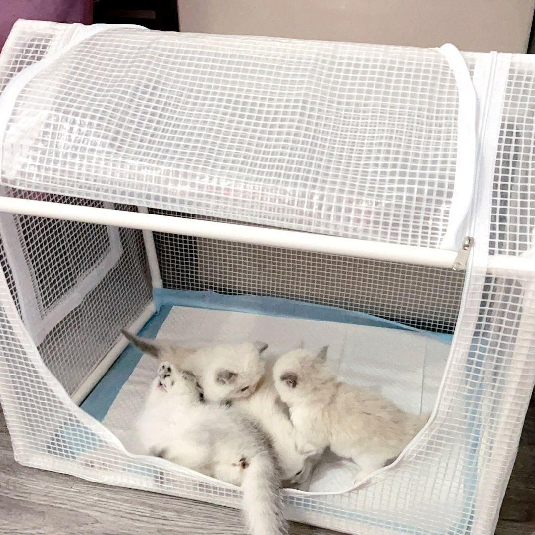 길고양이 고양이하우스 방수 길냥이 실외고양이집 난방 보온 사계절 쉼터 겨울나기 이미지 6