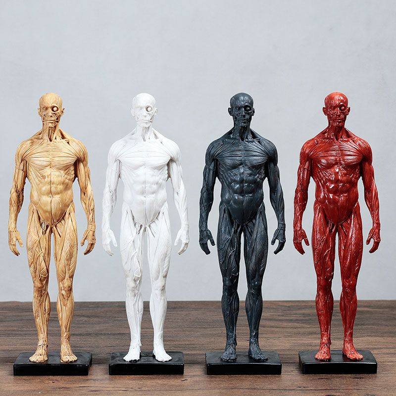 전신 해부학 관절 의학 교육용 해골 구조 경추 실습용 뼈대 스켈레톤 골반 인체뼈 - 상품 이미지